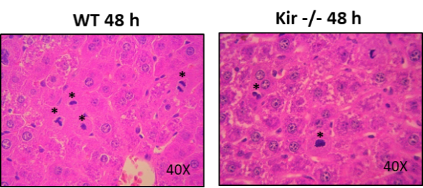 Pantalla de computadora  Descripción generada automáticamente con confianza media
