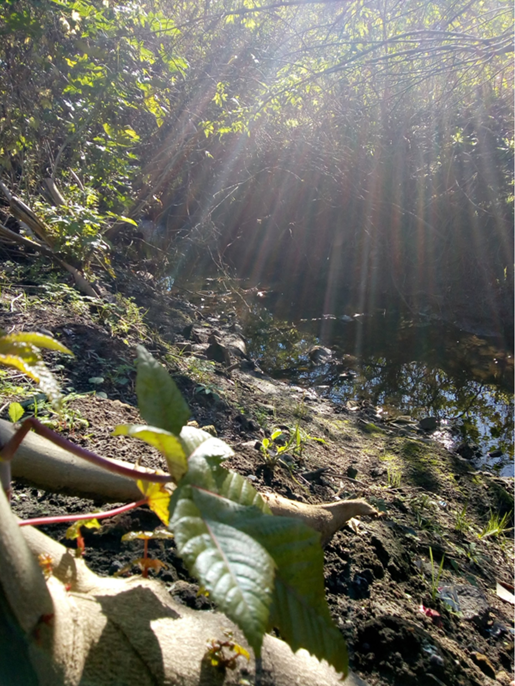 A picture containing tree, outdoor, natureDescription automatically generated