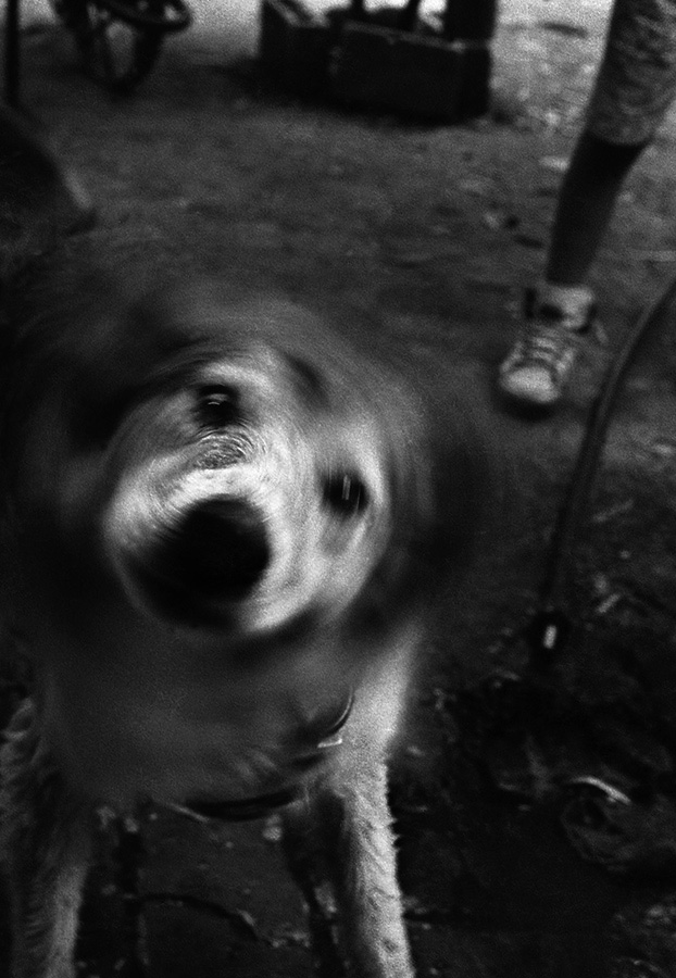 A picture containing outdoor, mammal Description automatically generated