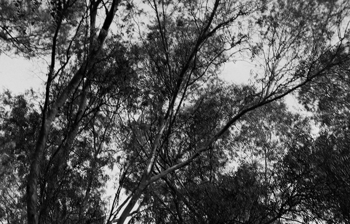 A picture containing tree, outdoor, plant Description automatically generated