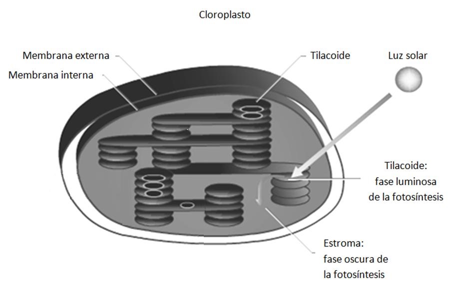 Figura 5.1 Figura 5.1