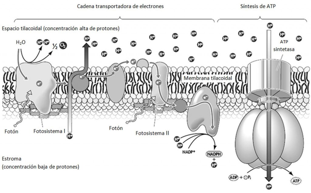 Figura 5.2 Figura 5.2