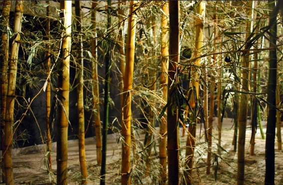 Vista de cerca de un árbol  Descripción generada automáticamente con confianza baja